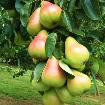 Саженцы Груша колоновидная Павловская