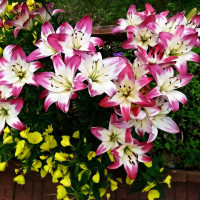 Луковицы  Лилия биколор азиатская Lollypop (Лоллипоп) (3шт.)