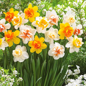 Нарцисс Дабл, микс (в упаковке - 3шт.)