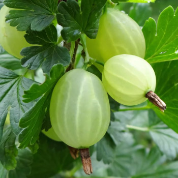 Саженцы Крыжовник Белый триумф