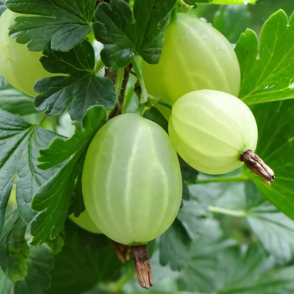 Саженцы Крыжовник Белый триумф