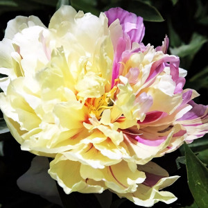 Саженцы Пион Lemon Dream (Лемон Дрим)