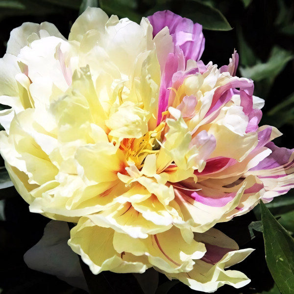 Саженцы Пион Lemon Dream (Лемон Дрим)