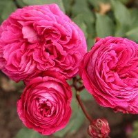 Саженцы Роза флорибунда Фрайфрау Каролина