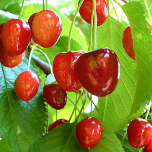 Саженцы Вишня Багряная