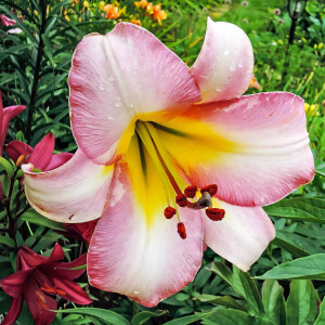  Лилия ОТ гибрид Beijing Moon (Бейджинг Мун)