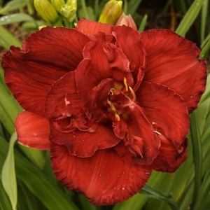 Саженцы Лилейник Rediculous (Ридикэлэс)