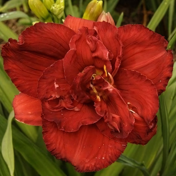 Саженцы Лилейник Rediculous (Ридикэлэс)