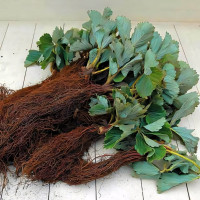 Клубника (крупноплодная) Арома 5 шт. в упаковке