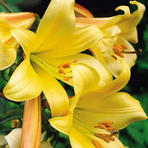  Лилия трубчатая Golden Splendor (Голден Сплендор)