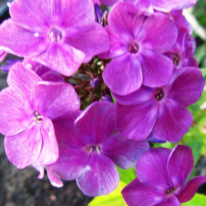 Саженцы Флокс Старый маг