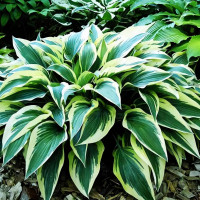 Саженцы Хоста Bobcat (Бобкэт) М