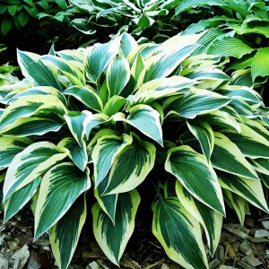 Саженцы Хоста Bobcat (Бобкэт) М