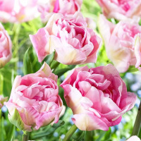 Луковицы Тюльпан махровый Анжелика (в упаковке - 3шт.)