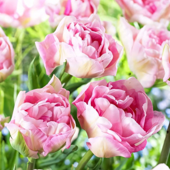 Тюльпан махровый Анжелика (в упаковке - 3шт.)