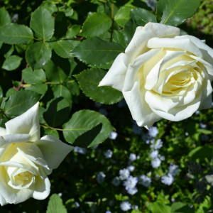 Саженцы Роза чайно-гибридная Боинг