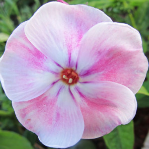 Саженцы Флокс Изабель