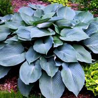 Саженцы Хоста Blue Angel (Блу Ангел) XL