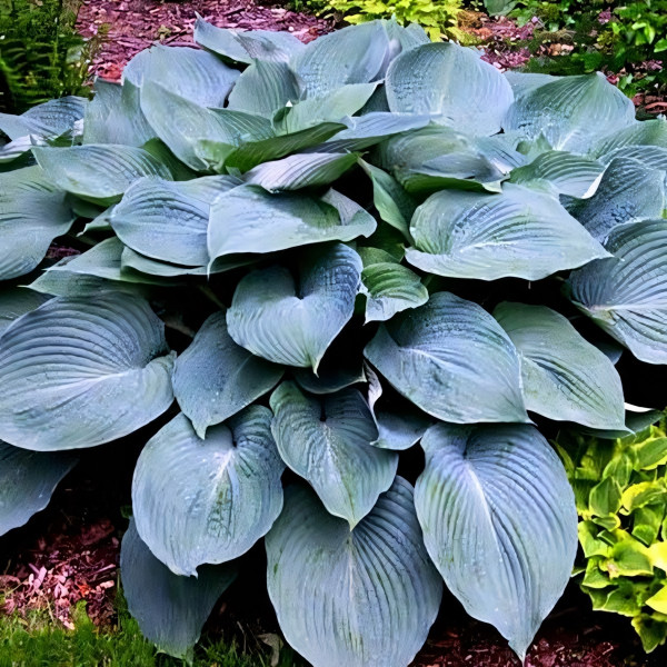 Саженцы Хоста Blue Angel (Блу Ангел) XL