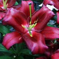 Луковицы Саженцы Лилия ОТ гибрид Borrello (Боррелло) (3шт.)