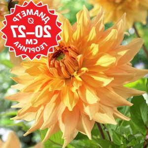 Саженцы Георгина Philip Campos M