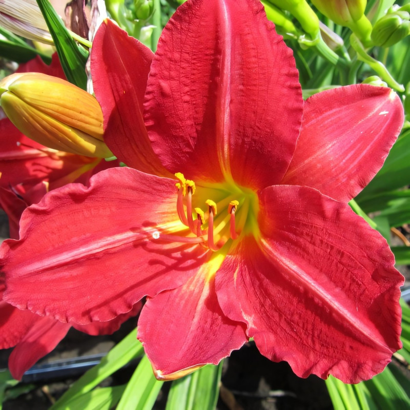 Саженцы Лилейник Charles Johnston (Чарлз Джонсон)