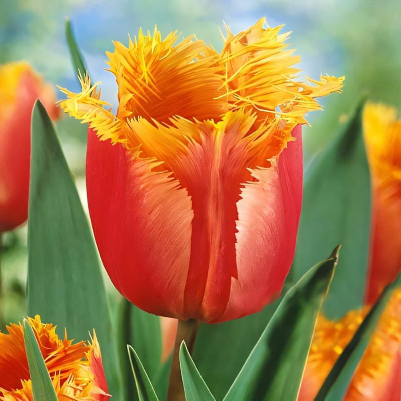 Луковицы Тюльпан бахромчатый Ламбада (в упаковке - 3шт.)