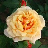 Саженцы Роза парковая Карамелла