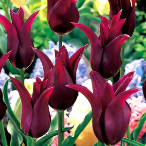 Тюльпан лилиецветный Бургунди (в упаковке - 3шт.)