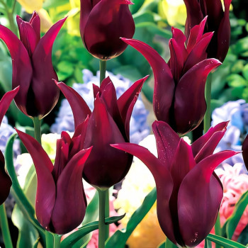 Тюльпан лилиецветный Бургунди (в упаковке - 3шт.)