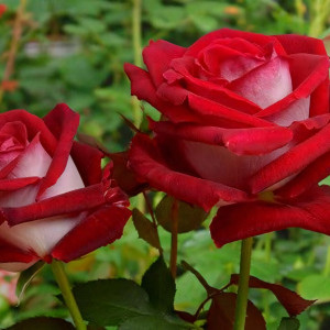 Саженцы Роза флорибунда Николь