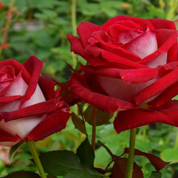 Саженцы Роза флорибунда Николь