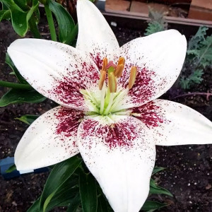  Лилия азиатская White Pixel (Вайт Пиксель)