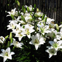 Луковицы  Лилия азиатская Yeti (Йети) (3шт.)