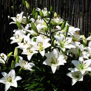  Лилия азиатская Yeti (Йети)