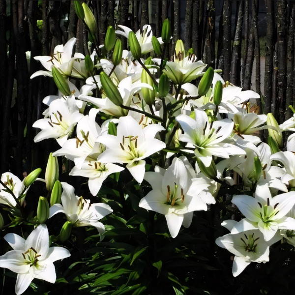 Луковицы  Лилия азиатская Yeti (Йети) (3шт.)