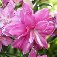 Луковицы  Лилия восточная Lotus Wonder ( Лотус Уандер) (3шт.)