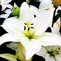 Луковицы  Лилия ЛА гибрид Bright Diamond (Брайт Диамонд) (3шт.)