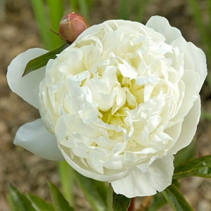 Саженцы Пион Marie Lemoine (Мари Лемуан)