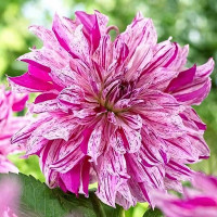 Саженцы Георгина декоративная макси Taiheiyo (Тайхейо)