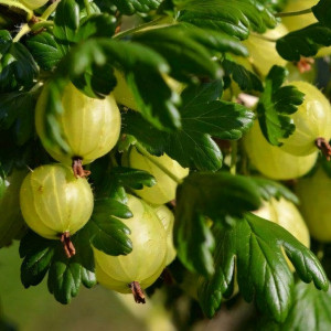 Саженцы Крыжовник Инвикта