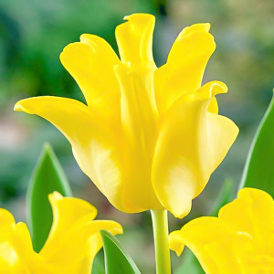 Тюльпан Триумф Йеллоу Краун (в упаковке - 3шт.)