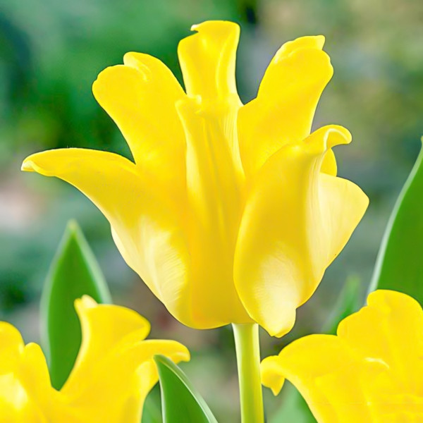 Луковицы Тюльпан Триумф Йеллоу Краун (в упаковке - 3шт.)