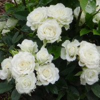 Саженцы Роза флорибунда Корснода