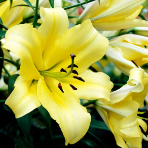  Лилия ОТ гибрид Bellville (Бельвилль)