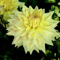 Саженцы Георгина Advance