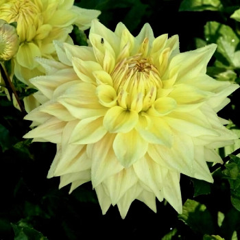 Саженцы Георгина Advance