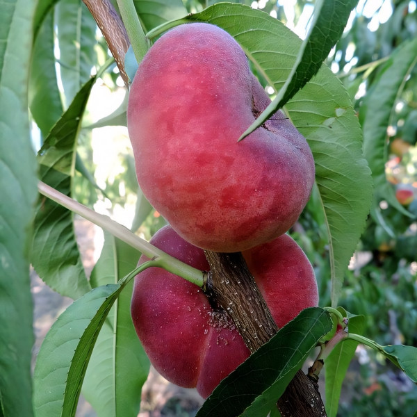 Саженцы Персик инжирный Сатурн