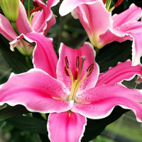 Луковицы  Лилия восточная Marlon (Марлон) (3шт.)