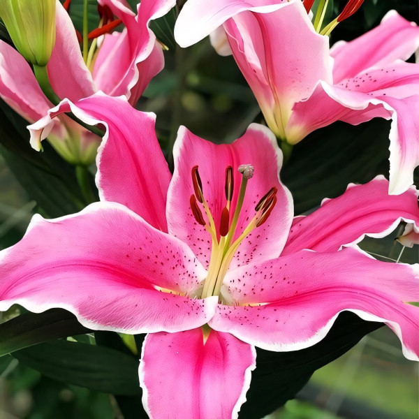 Луковицы  Лилия восточная Marlon (Марлон) (3шт.)